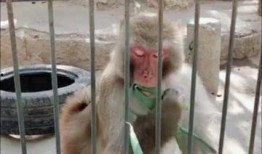 山东猴哥爆料事件视频